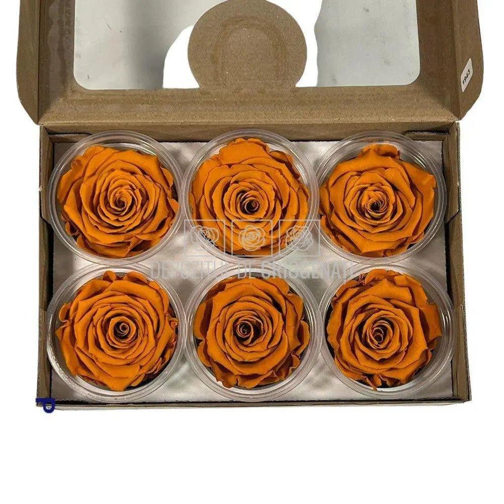 Trandafiri Criogenati XL CLY-01 (Ø6-6,5cm, set 6 buc /cutie) - DepozituldeCriogenati.ro