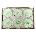Trandafiri Criogenati XL GRE-89 (Ø6-6,5cm, set 6 buc /cutie) - DepozituldeCriogenati.ro