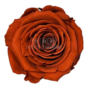 Trandafiri Criogenati XL GRP-01 (Ø6-6,5cm, set 6 buc /cutie) - DepozituldeCriogenati.ro