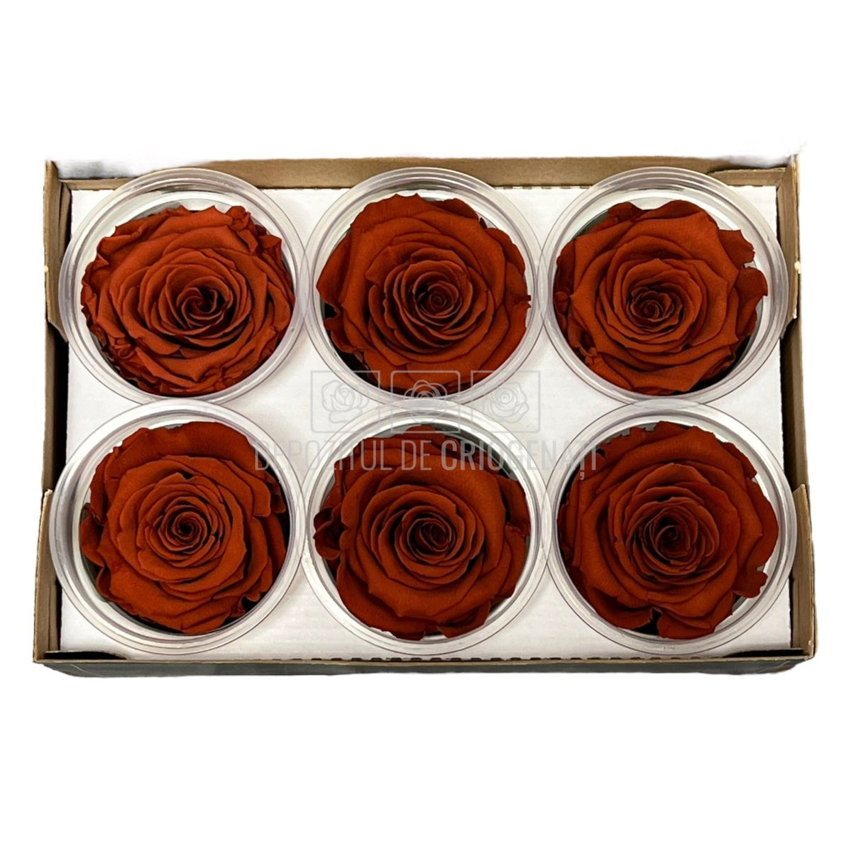 Trandafiri Criogenati XL GRP-01 (Ø6-6,5cm, set 6 buc /cutie) - DepozituldeCriogenati.ro