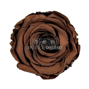 Trandafiri Criogenati XL GRP-02 (Ø6-6,5cm, set 6 buc /cutie) - DepozituldeCriogenati.ro