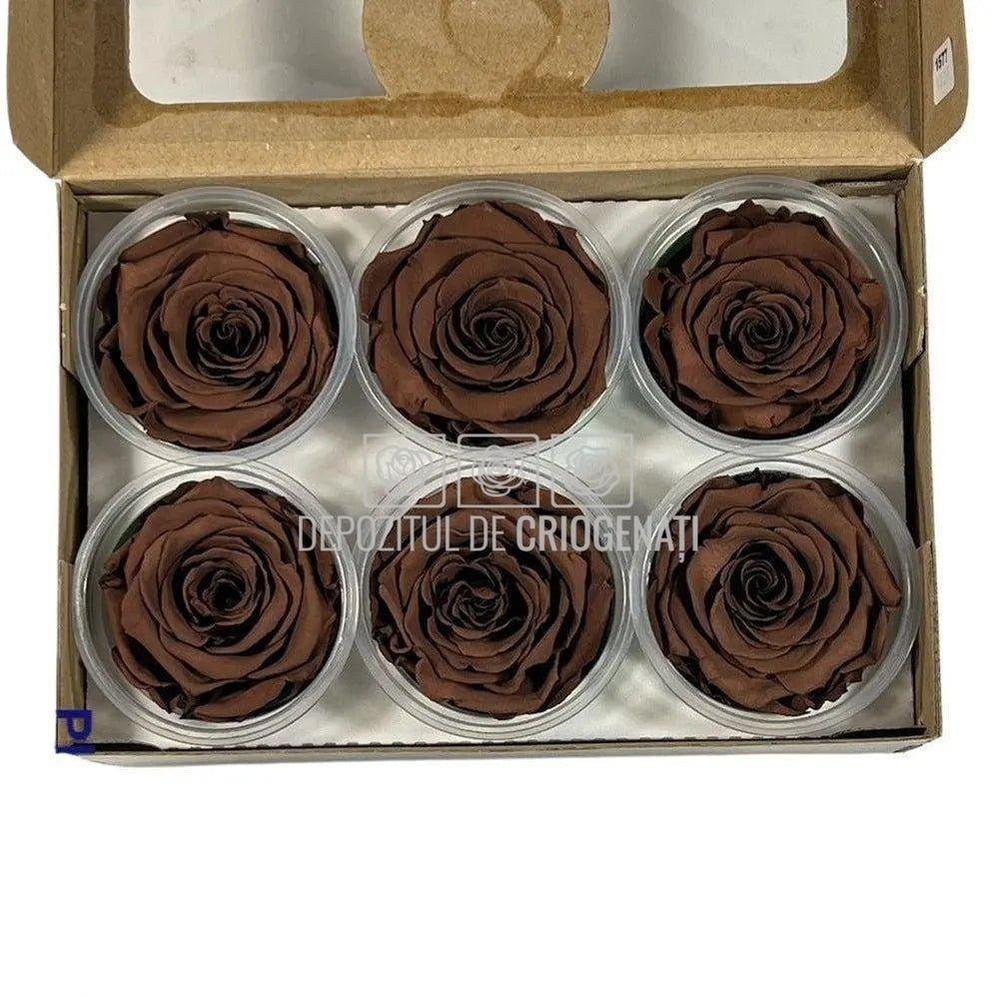 Trandafiri Criogenati XL GRP-02 (Ø6-6,5cm, set 6 buc /cutie) - DepozituldeCriogenati.ro