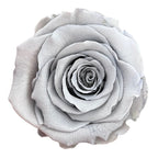 Trandafiri Criogenati XL GRY-02 (Ø6-6,5cm, set 6 buc /cutie) - DepozituldeCriogenati.ro