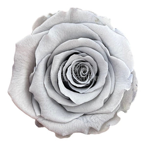 Trandafiri Criogenati XL GRY-02 (Ø6-6,5cm, set 6 buc /cutie) - DepozituldeCriogenati.ro