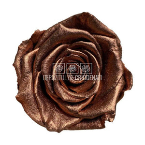 Trandafiri Criogenati XL METALLIC COOPPER (Ø6-6,5cm, set 6 buc) - DepozituldeCriogenati.ro