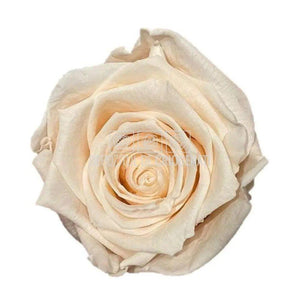 Trandafiri Criogenati XL PEA-89 (Ø6-6,5cm, set 6 buc /cutie) - DepozituldeCriogenati.ro