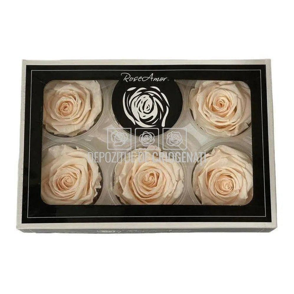 Trandafiri Criogenati XL PEA-89 (Ø6-6,5cm, set 6 buc /cutie) - DepozituldeCriogenati.ro