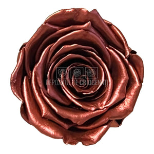 Trandafiri Criogenati XL PEARL DARK RED (Ø6-6,5cm, set 6 buc) - DepozituldeCriogenati.ro