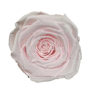 Trandafiri Criogenati XL PIN-89 (Ø6-6,5cm, set 6 buc /cutie) - DepozituldeCriogenati.ro
