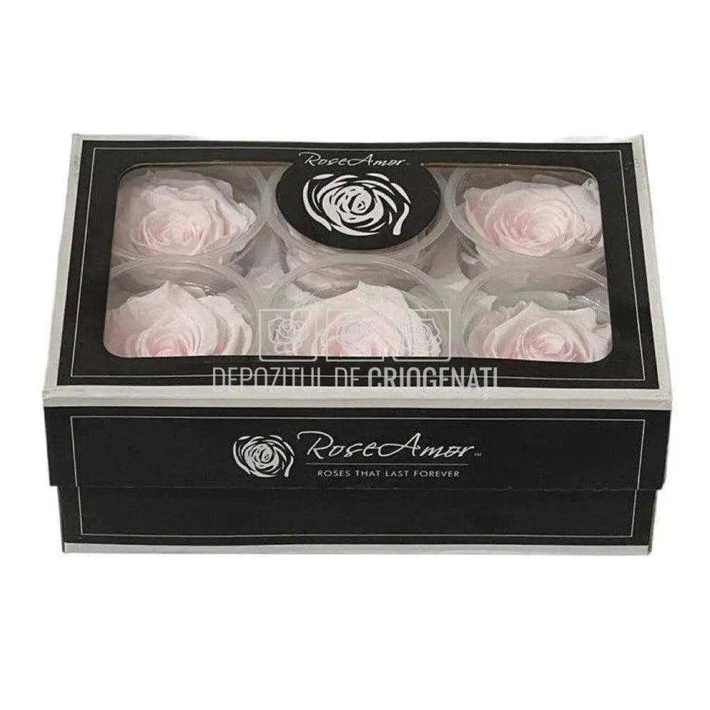 Trandafiri Criogenati XL PIN-89 (Ø6-6,5cm, set 6 buc /cutie) - DepozituldeCriogenati.ro