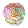 Trandafiri Criogenati XL RAINBOW CHA-99 (Ø6-6,5cm, set 6 buc) - DepozituldeCriogenati.ro