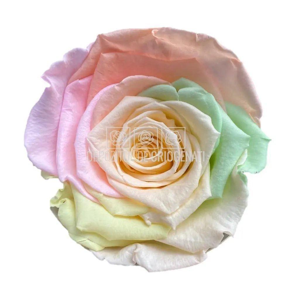 Trandafiri Criogenati XL RAINBOW CHA-99 (Ø6-6,5cm, set 6 buc) - DepozituldeCriogenati.ro