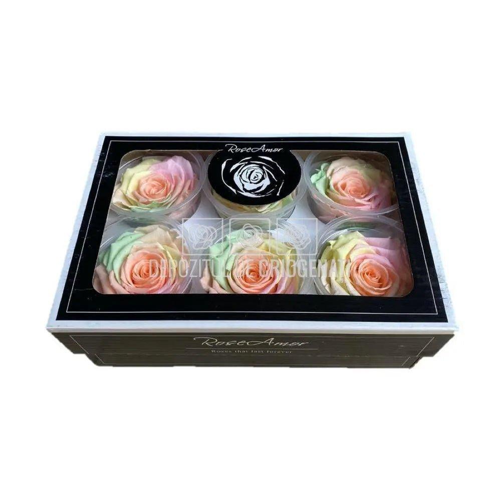 Trandafiri Criogenati XL RAINBOW PEA-99 (Ø6-6,5cm, set 6 buc) - DepozituldeCriogenati.ro