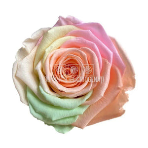 Trandafiri Criogenati XL RAINBOW PEA-99 (Ø6-6,5cm, set 6 buc) - DepozituldeCriogenati.ro