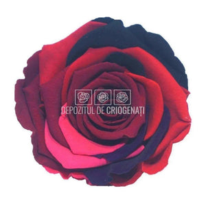 Trandafiri Criogenati XL RAINBOW PIN-02 (Ø6-6,5cm, set 6 buc) - DepozituldeCriogenati.ro