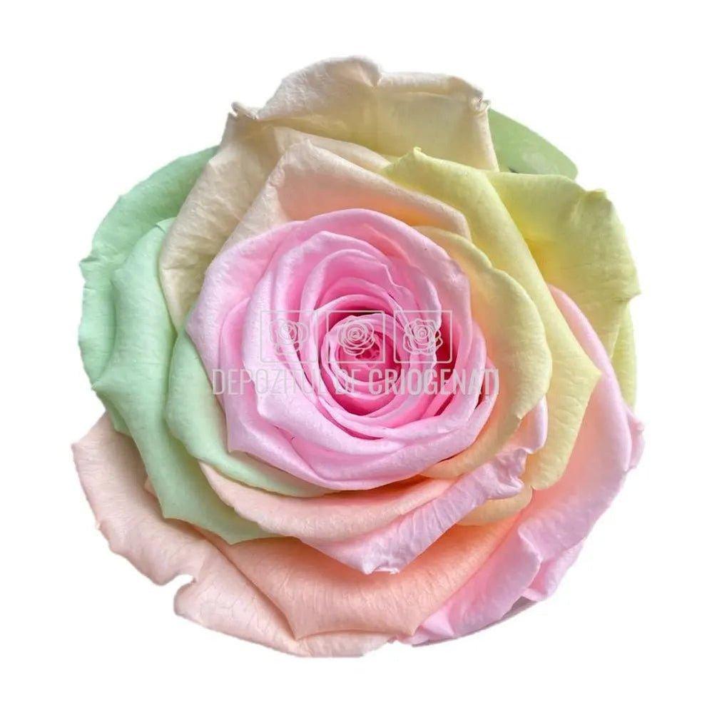 Trandafiri Criogenati XL RAINBOW PIN-99 (Ø6-6,5cm, set 6 buc) - DepozituldeCriogenati.ro