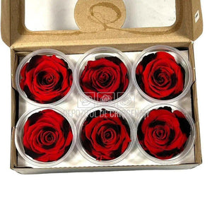 Trandafiri Criogenati XL RED-03 (Ø6-6,5cm, set 6 buc /cutie) - DepozituldeCriogenati.ro
