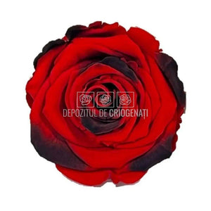 Trandafiri Criogenati XL RED-03 (Ø6-6,5cm, set 6 buc /cutie) - DepozituldeCriogenati.ro