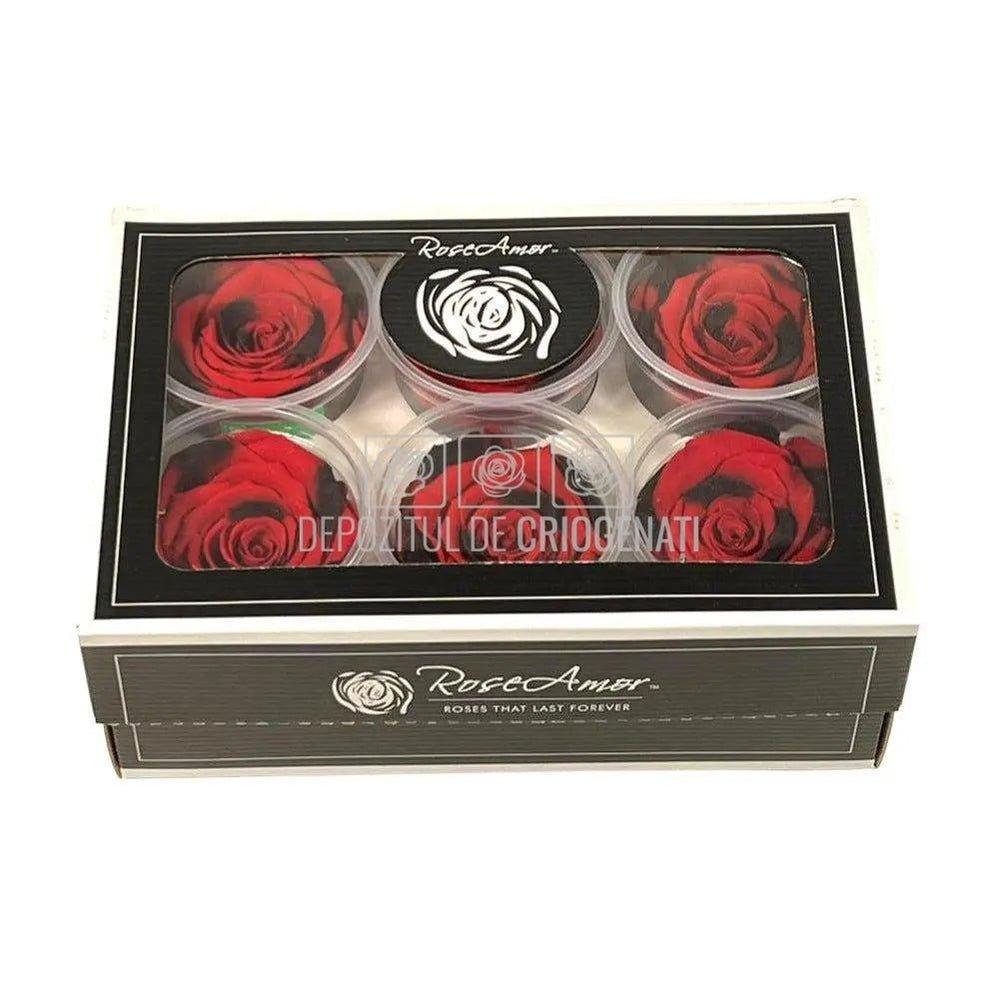 Trandafiri Criogenati XL RED-03 (Ø6-6,5cm, set 6 buc /cutie) - DepozituldeCriogenati.ro