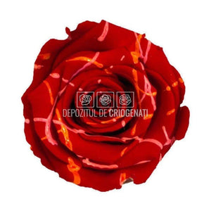 Trandafiri Criogenati XL RED FESTIVAL (Ø6-6,5cm, set 6 buc/cutie) - DepozituldeCriogenati.ro