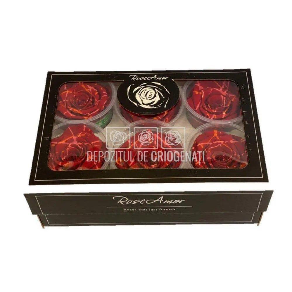 Trandafiri Criogenati XL RED FESTIVAL (Ø6-6,5cm, set 6 buc/cutie) - DepozituldeCriogenati.ro