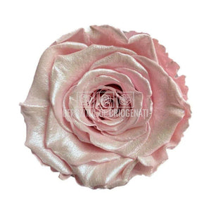 Trandafiri Criogenati XL SATIN STRAWBERRY (Ø6-6,5cm, set 6 buc) - DepozituldeCriogenati.ro