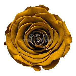 Trandafiri Criogenati XL TOFF-02 (Ø6-6,5cm, set 6 buc /cutie) - DepozituldeCriogenati.ro