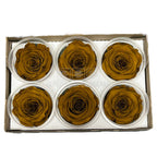 Trandafiri Criogenati XL TOFF-02 (Ø6-6,5cm, set 6 buc /cutie) - DepozituldeCriogenati.ro