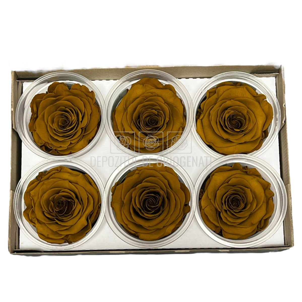 Trandafiri Criogenati XL TOFF-02 (Ø6-6,5cm, set 6 buc /cutie) - DepozituldeCriogenati.ro