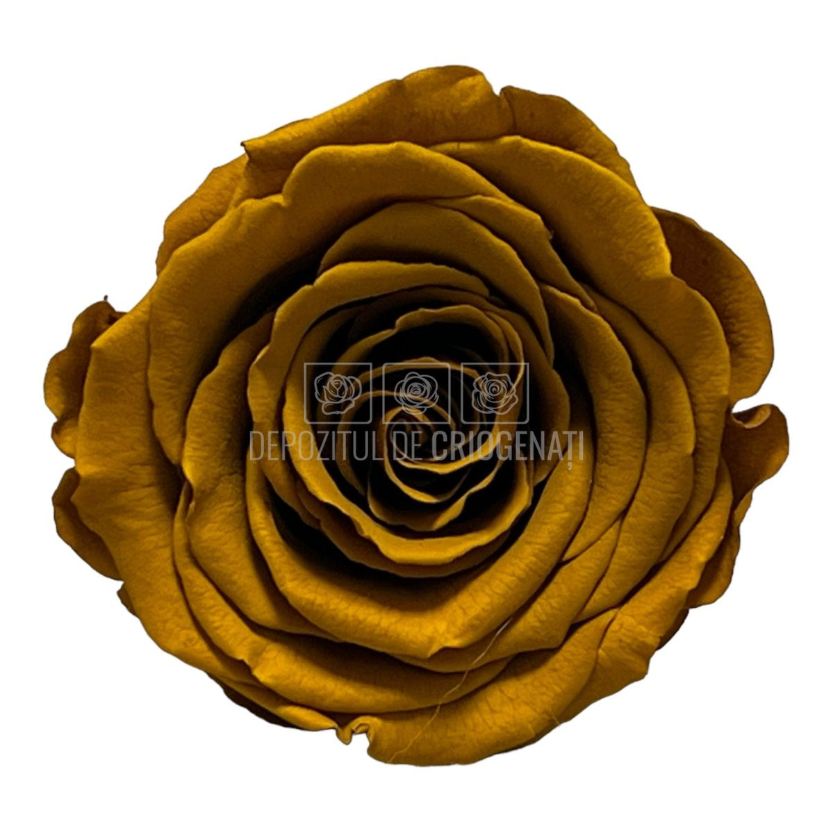 Trandafiri Criogenati XL TOFF-02 (Ø6-6,5cm, set 6 buc /cutie) - DepozituldeCriogenati.ro