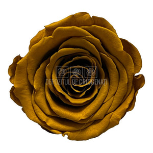 Trandafiri Criogenati XL TOFF-02 (Ø6-6,5cm, set 6 buc /cutie) - DepozituldeCriogenati.ro