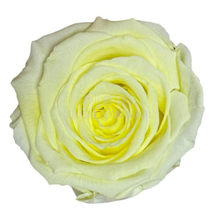 Trandafiri Criogenati XL YEL-89 (dia. 6-6,5cm, set 6 buc /cutie)