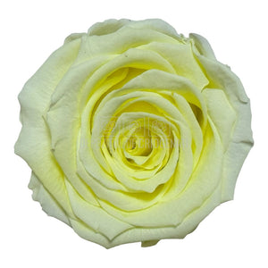 Trandafiri Criogenati XL YEL-89 (dia. 6-6,5cm, set 6 buc /cutie)