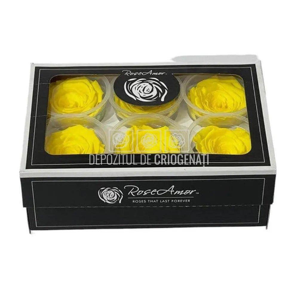 Trandafiri Criogenati XL YEL-99 (Ø6-6,5cm, set 6 buc /cutie) - DepozituldeCriogenati.ro