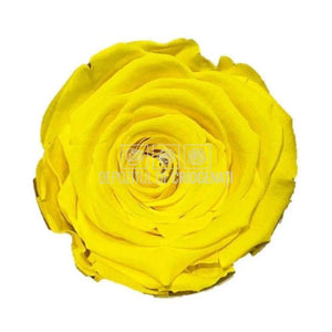 Trandafiri Criogenati XL YEL-99 (Ø6-6,5cm, set 6 buc /cutie) - DepozituldeCriogenati.ro