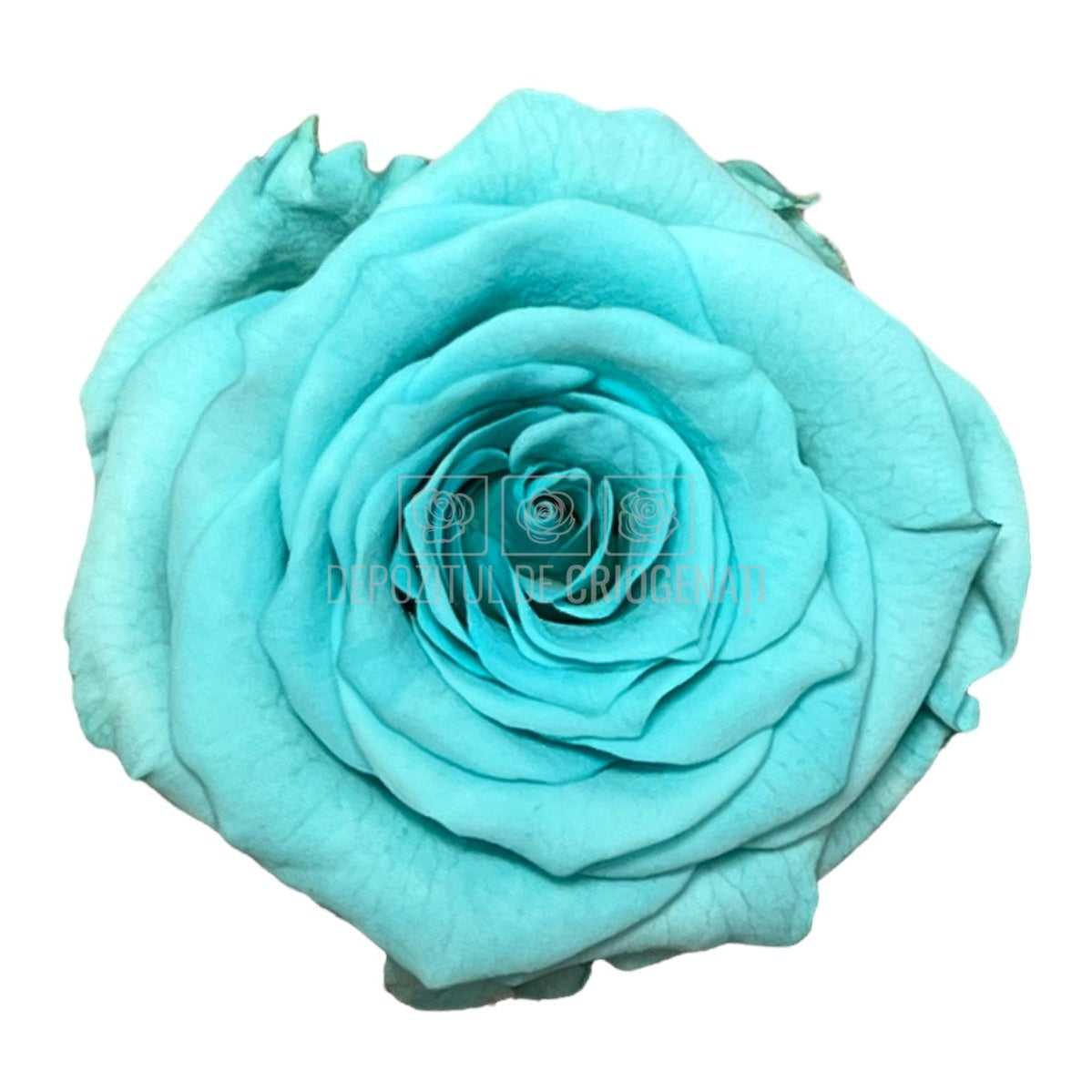 Trandafiri Criogenati XS BLU-02 (Ø3cm, set 18 buc /cutie) - DepozituldeCriogenati.ro
