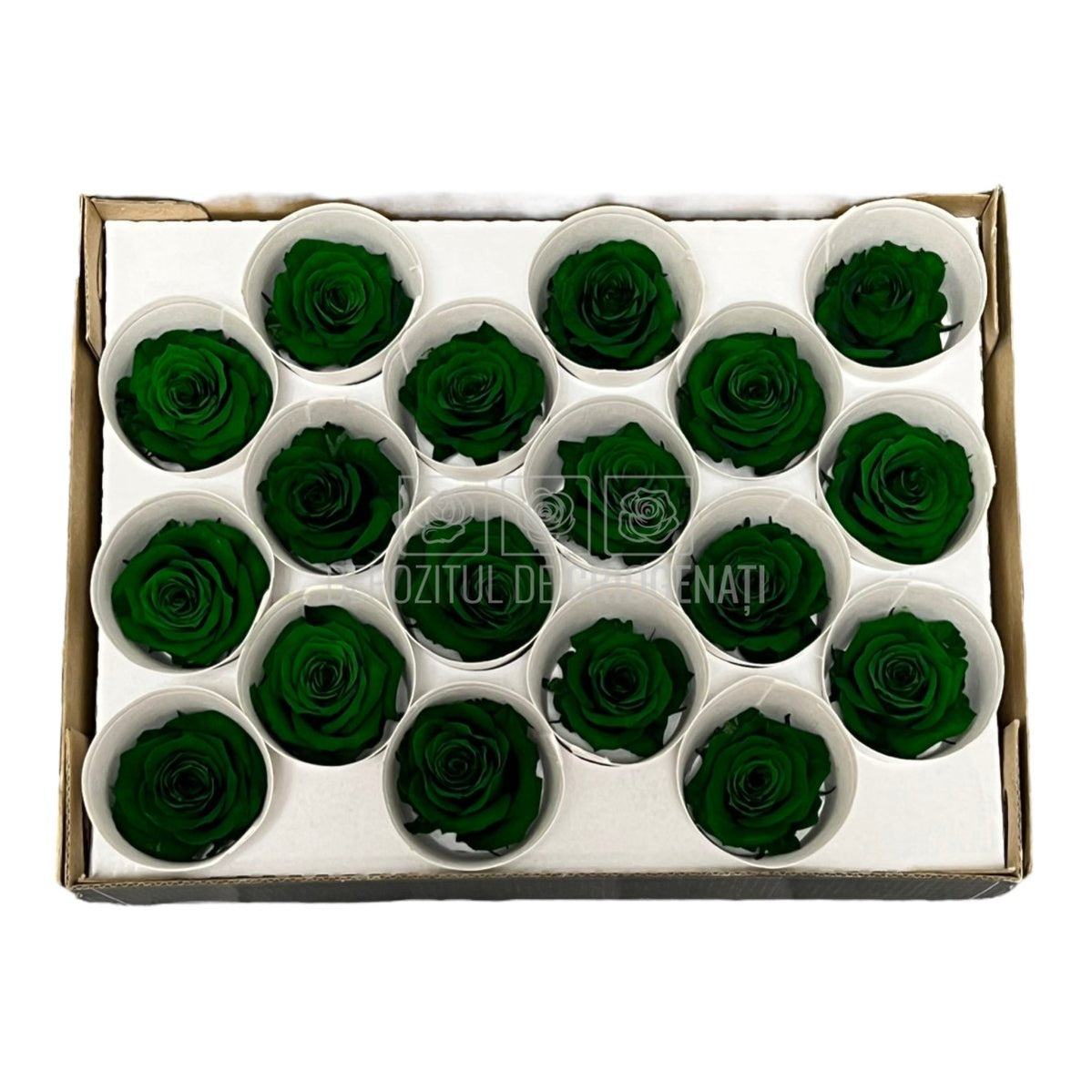 Trandafiri Criogenati XS GRE-02 (Ø3cm, set 18 buc /cutie) - DepozituldeCriogenati.ro