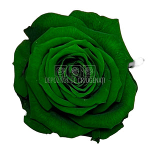 Trandafiri Criogenati XS GRE-02 (Ø3cm, set 18 buc /cutie) - DepozituldeCriogenati.ro