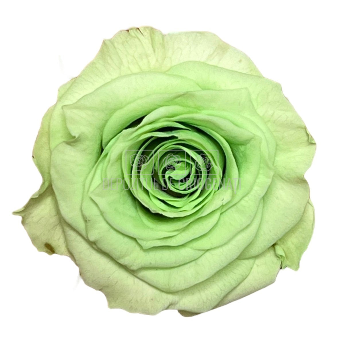 Trandafiri Criogenati XS GRE-04 (Ø3cm, set 18 buc /cutie) - DepozituldeCriogenati.ro