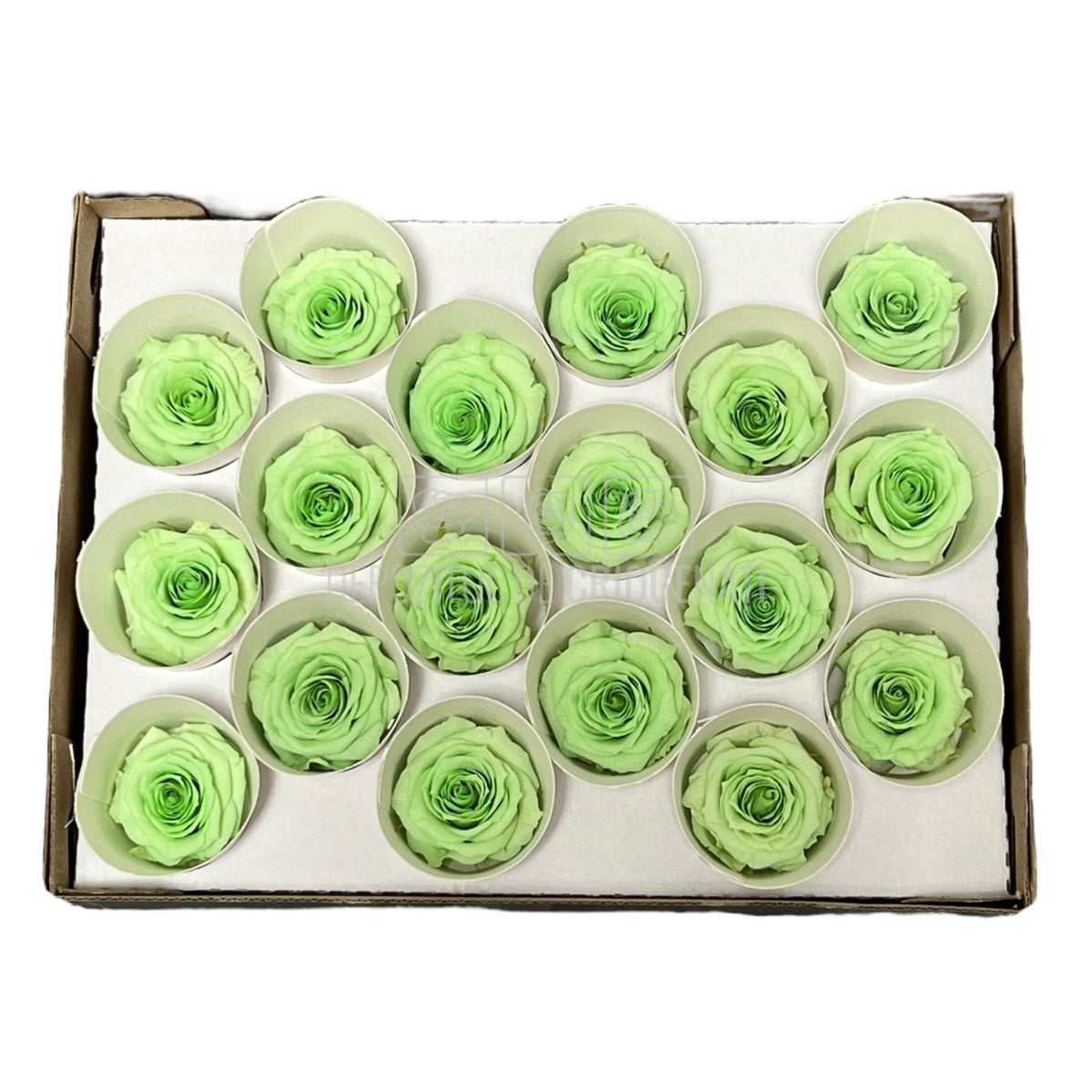 Trandafiri Criogenati XS GRE-04 (Ø3cm, set 18 buc /cutie) - DepozituldeCriogenati.ro