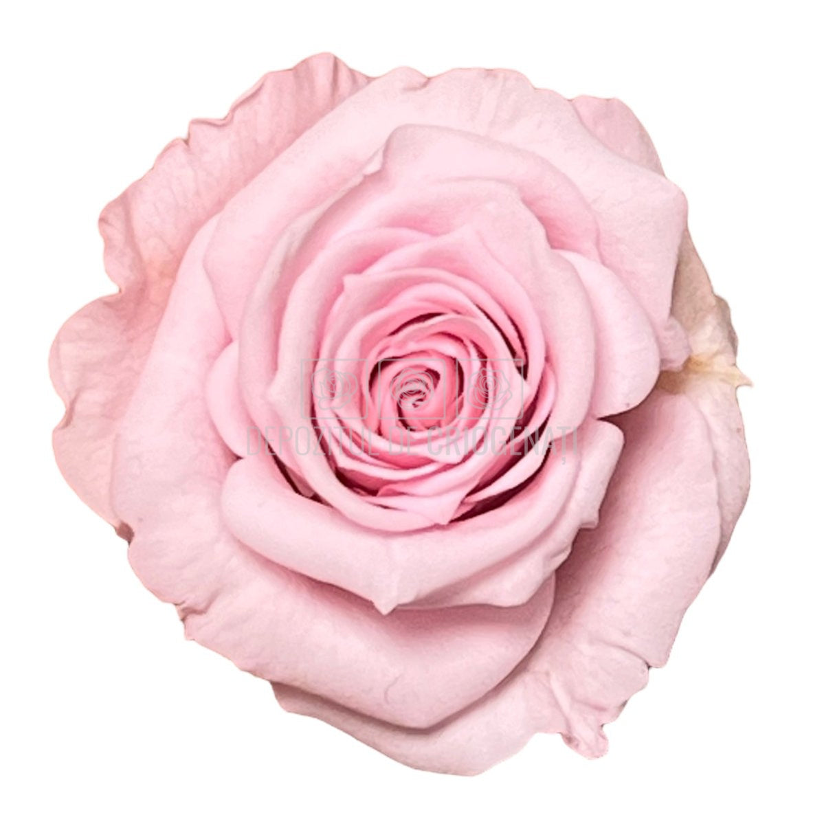 Trandafiri Criogenati XS PIN-04 (Ø3cm, set 18 buc /cutie) - DepozituldeCriogenati.ro