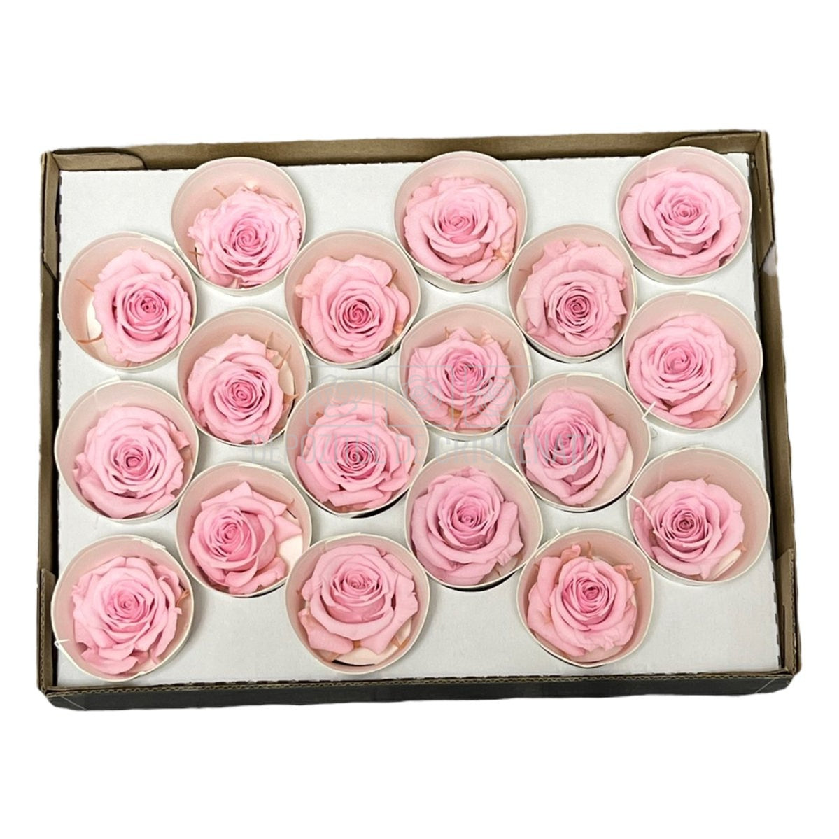 Trandafiri Criogenati XS PIN-04 (Ø3cm, set 18 buc /cutie) - DepozituldeCriogenati.ro