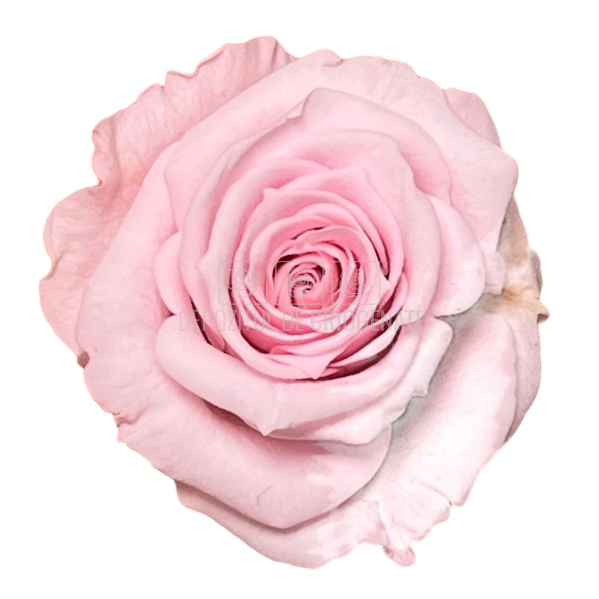 Trandafiri Criogenati XS PIN-04 (Ø3cm, set 18 buc /cutie) - DepozituldeCriogenati.ro