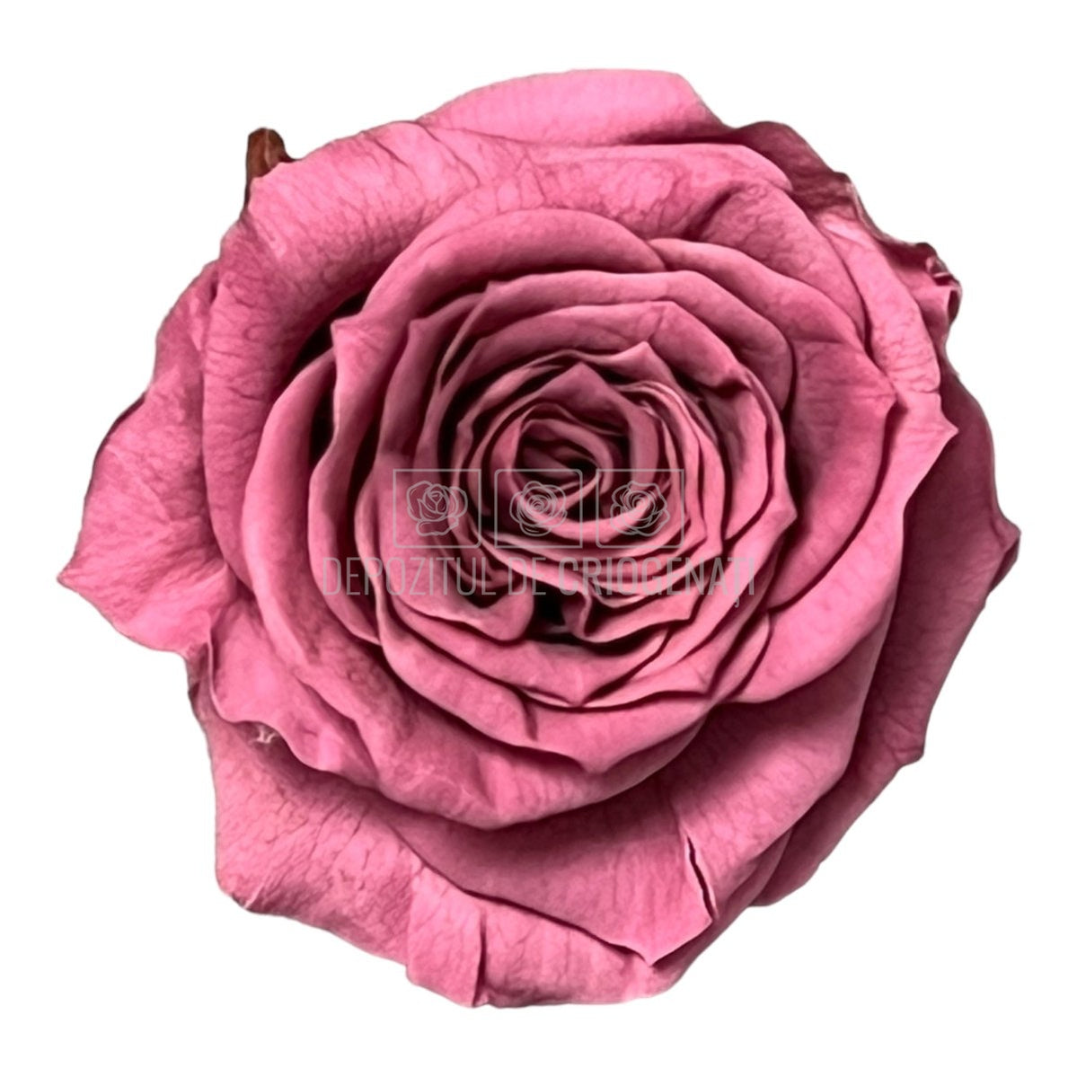 Trandafiri Criogenati XS VIO-02 (Ø3cm, set 18 buc /cutie) - DepozituldeCriogenati.ro