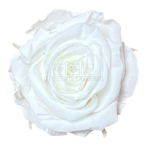 Trandafiri Criogenati XS WHI-01 (Ø3cm, set 18 buc /cutie) - DepozituldeCriogenati.ro