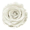 Trandafiri Criogenati XS WHI-04 (Ø3cm, set 18 buc /cutie) - DepozituldeCriogenati.ro