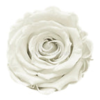 Trandafiri Criogenati XS WHI-04 (Ø3cm, set 18 buc /cutie) - DepozituldeCriogenati.ro