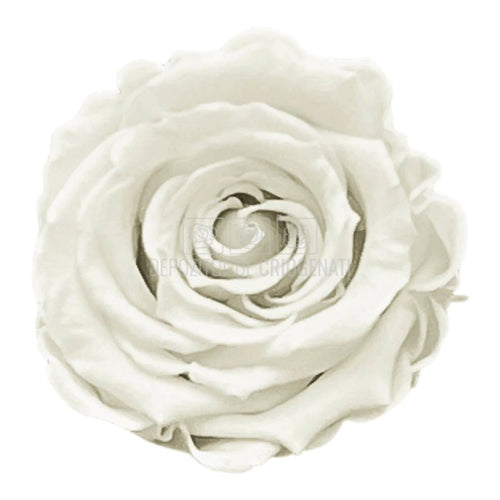 Trandafiri Criogenati XS WHI-04 (Ø3cm, set 18 buc /cutie) - DepozituldeCriogenati.ro