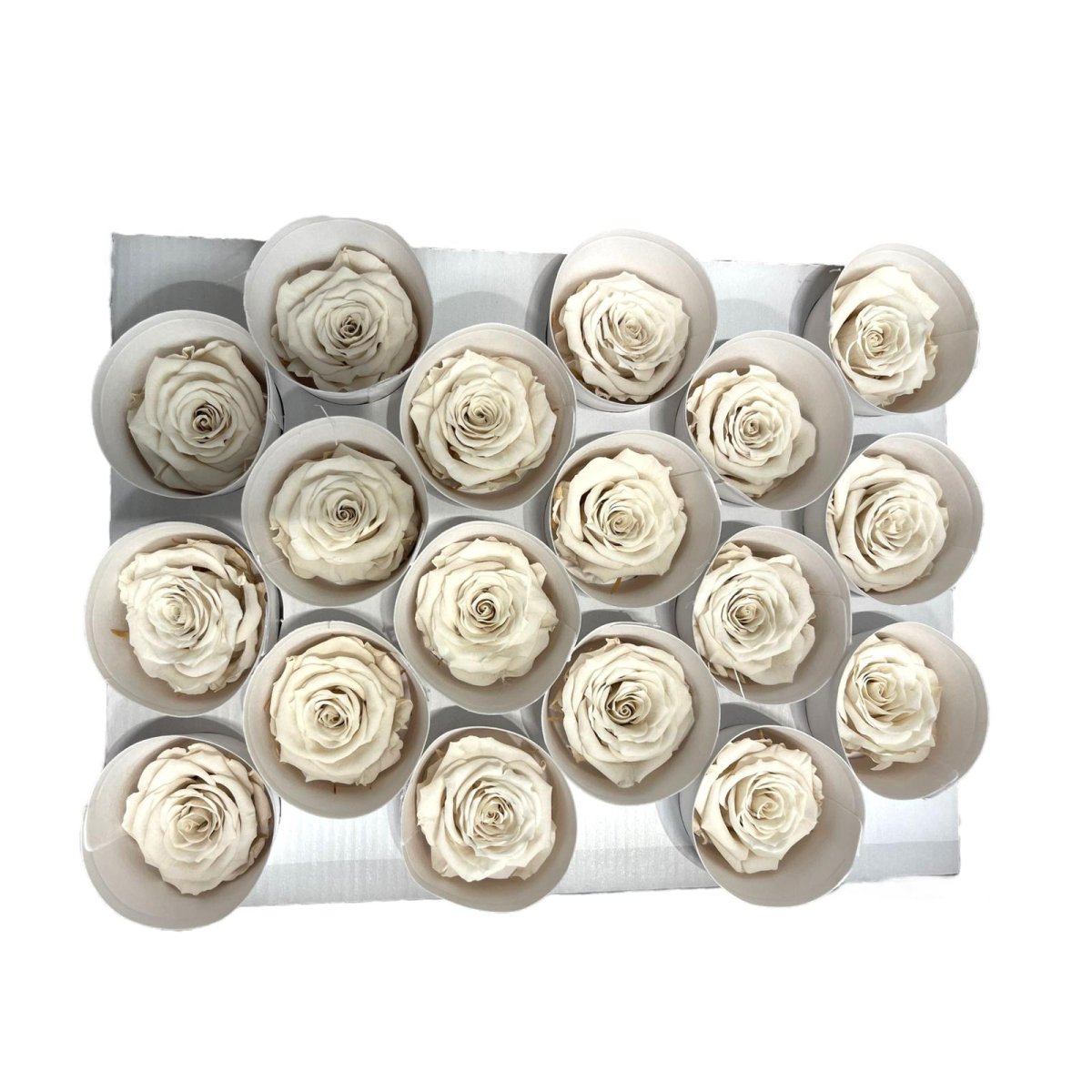 Trandafiri Criogenati XS WHI-04 (Ø3cm, set 18 buc /cutie) - DepozituldeCriogenati.ro