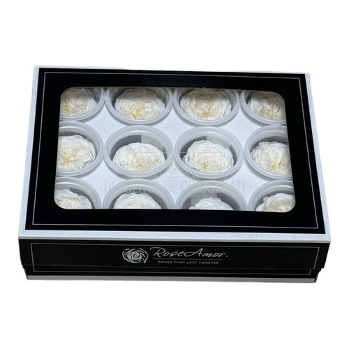 Trandafiri de gradina AMELIA CHA-89 (dia. 3-4cm, set 12 buc /cutie)
